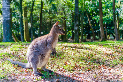 A wallaby, in the forest, seen in profile, looks intently in front of him.