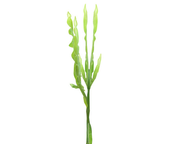 istock Baccharis articulata or carqueja-branca 1956848247