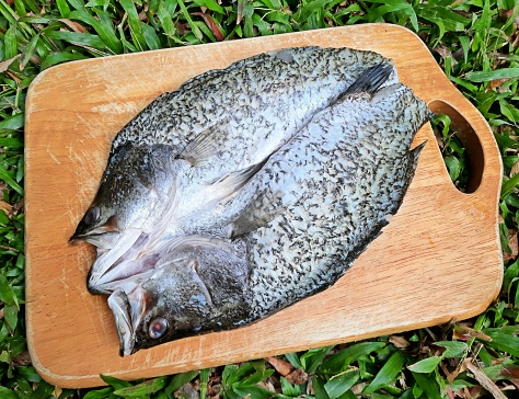 Prepared Sea Bass Fish on Cutting board - food preparation.