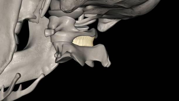 istock Posterior atlanto axial membrane 1956887217