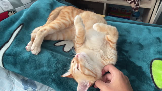 Touching tabby cat on bed