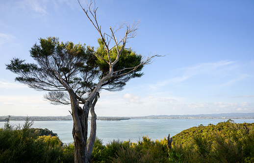 View of Waitemata Harbour from Kauri Point Centennial loop track. Auckland.