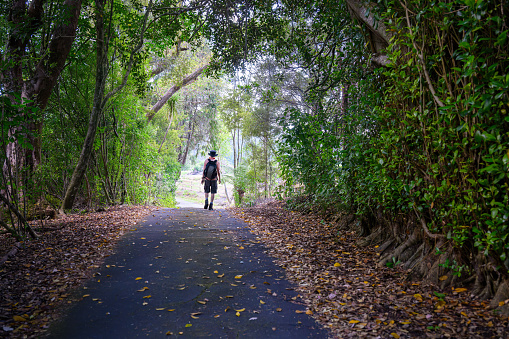 Man walking on the road in the woods, fallen autumn leaves on the ground. Auckland.