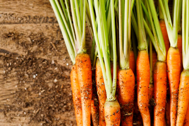 fresh carrots on wooden table. - 7294 стоковые фото и изображения