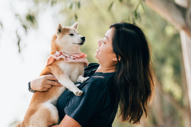 istock A woman holding her brown and white dog 1956899761