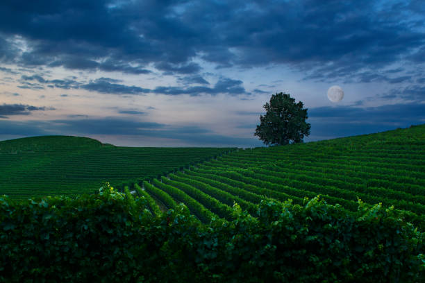 istock night landscape over vineyard with full moon and cloudy sky 1956901661