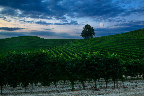 istock night landscape over vineyard with full moon and cloudy sky 1956902197