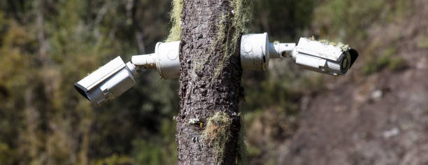 The two security cameras installed on a tree in a remote woodland area