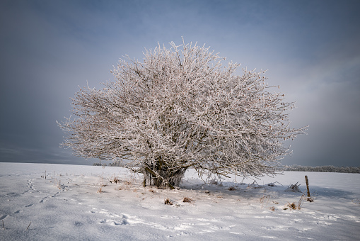 Snow-covered tree in picturesque winter landscape