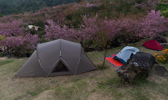 beautiful landscape view of sakura in valley outdoor around camping area with tent in mountain