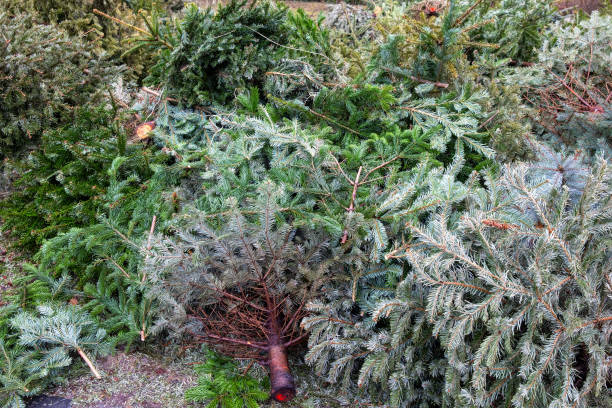 istock Christmas Tree Drop Off: Festive Recycling in Urban Park 1956909782