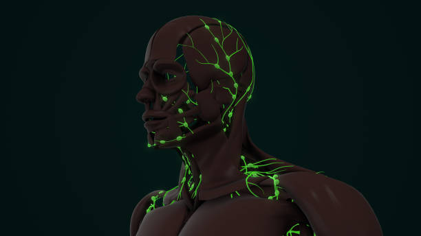 istock An Overview of Human Lymphatic System Anatomy 1956911236