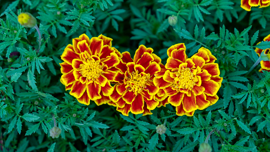 Marigolds flowers plant in the garden.