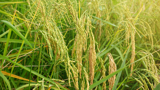 A field of an ear rice plant in Thailand.