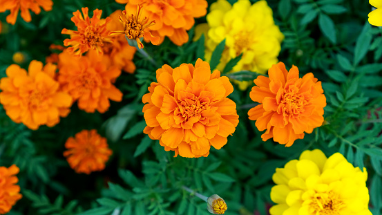 Marigolds flowers plant in the garden.