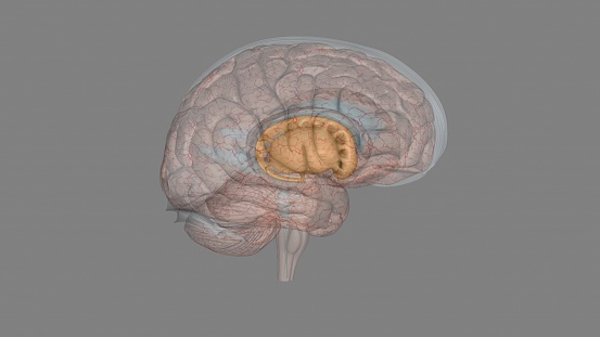 The forebrain structures include the caudate nucleus, the putamen, the nucleus accumbens (or ventral striatum) and the globus pallidus