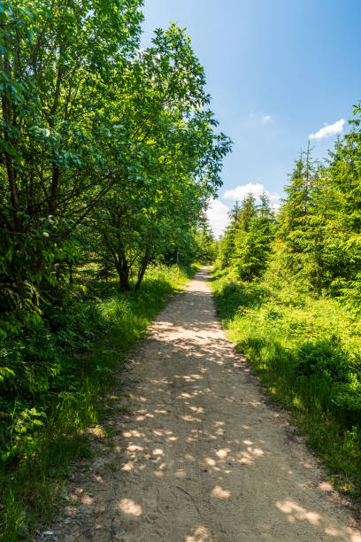 szlak ze świeżymi zielonymi drzewami w wiosennych beskidzie śląskim - cieszyn zdjęcia i obrazy z banku zdjęć