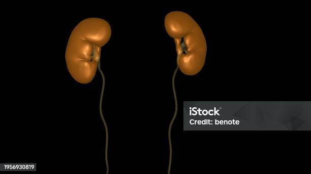 The Kidneys Are Two Beanshaped Organs That Filter Your Blood Your Kidneys Are Part Of Your Urinary System Stock Photo - Download Image Now