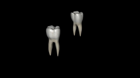 El primer molar mandibular suele tener dos raíces, una mesial y otra distal photo
