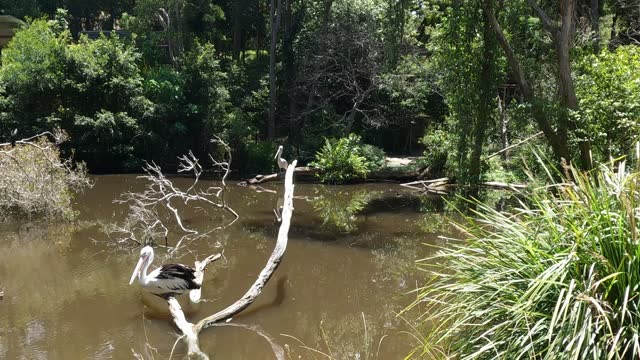 Pelican Landing on River Branch