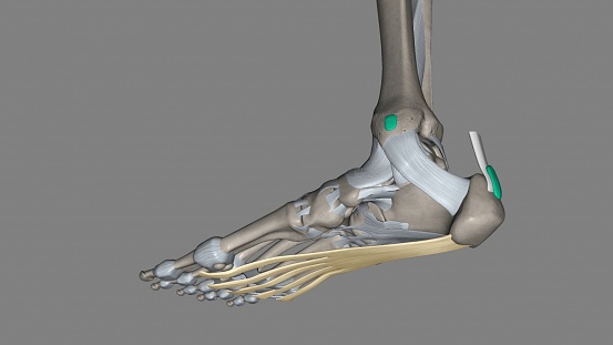 The Plantar aponeurosis is the modification of Deep fascia, which covers the sole 3d illustration