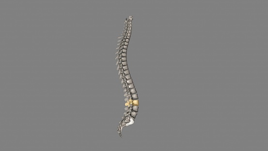 The L3 vertebra is in the middle of the five (5) lumbar vertebrae in the lower back portion of the spinal column 3d illustration