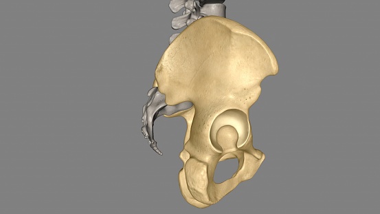 The hip is the area on each side of the pelvis 3d illustration