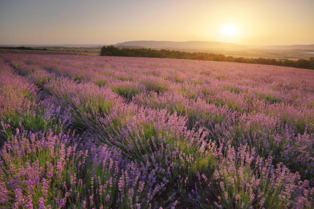 istock Meadow of lavender at sunse 1956939042