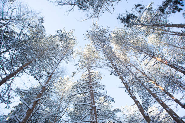 Winter landscape in the forest. Frosty den.