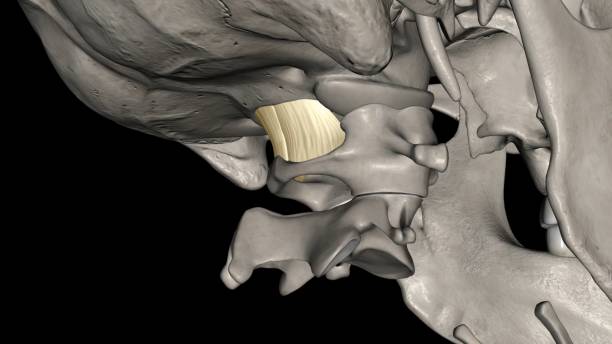 istock Posterior atlanto axial membrane 1956946623