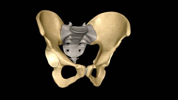 the hip bone is comprised of the three parts; the ilium, pubis and ischium - hip femur ilium pelvis zdjęcia i obrazy z banku zdjęć