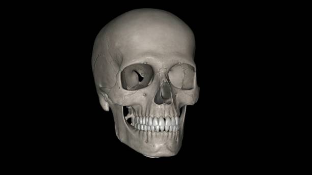 istock The human skull consists of 22 bones 1956953731
