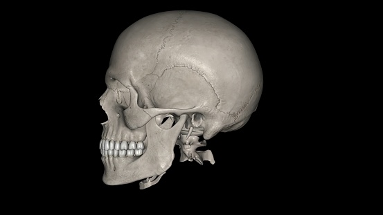 The skull is anterior to the spinal column and is the bony structure that encases the brain 3d illustration