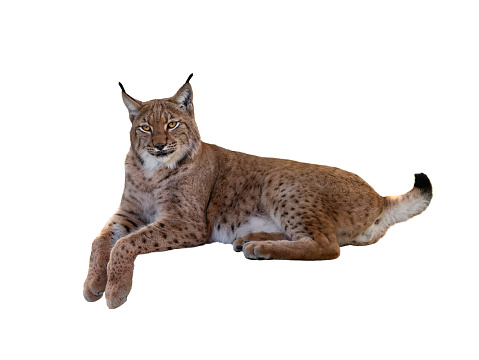 Carpathian lynx lies isolated on white background