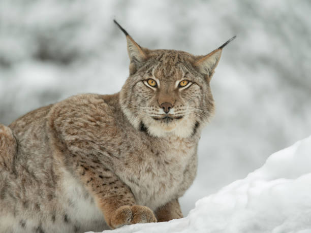istock Carpathian lynx sitting on the snow 1956962250