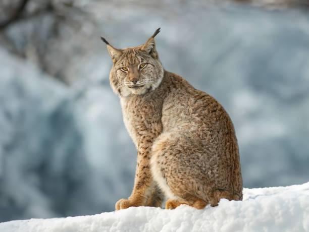 istock Carpathian lynx sitting on the snow 1956962251
