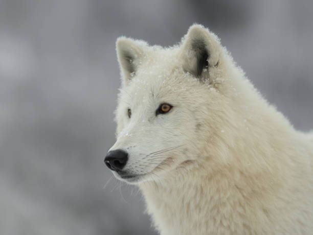 istock portrait of a white wolf on a gray background 1956962780