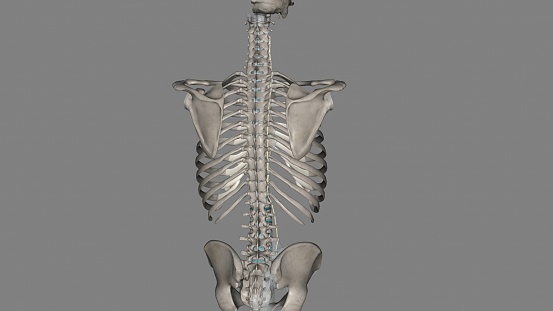 3D Illustration Concept of Human Skeleton System Bone Joints Anatomy