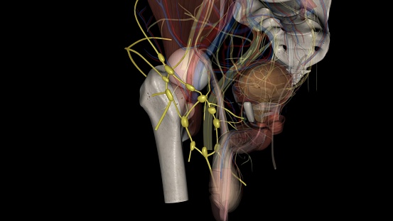 The superficial inguinal lymph nodes reside below the inguinal ligament and subdivide into the inferior 3d illustration