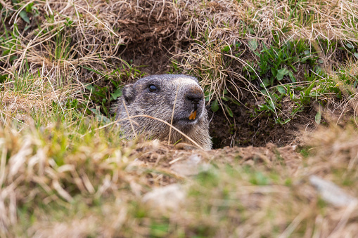 Alpine marmot (Marmota marmota) on an Alpine meadow in Switzerland