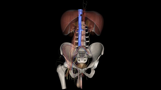 The inferior vena cava (IVC) is a large retroperitoneal vessel formed by the confluence of the right and left common iliac veins 3d illustration