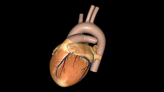 The heart is a muscular organ in most animals3d illustration This organ pumps blood through the blood vessels of the circulatory system 3d illustration