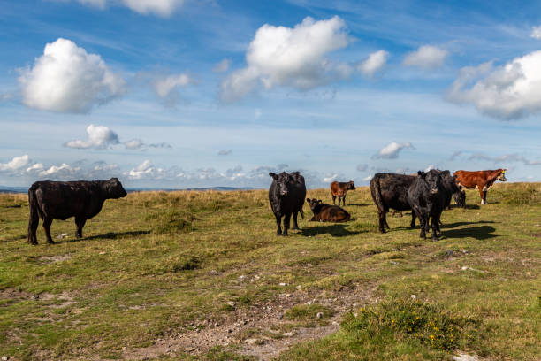 istock Cattle roaming on Dartmoor, on a sunny day in September 1956987929