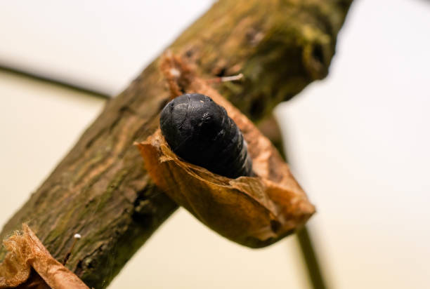 Close-up of a butterfly cocoon on a branch.