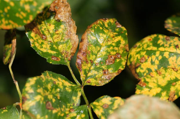 istock Rose rust brown spots on rose petals 1956993114