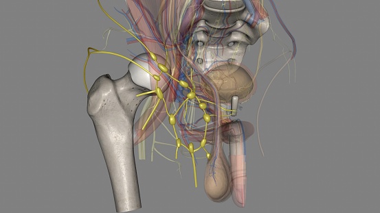 The superficial inguinal lymph nodes reside below the inguinal ligament and subdivide into the inferior 3d illustration