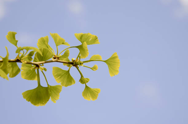 Ginkgo biloba leaves
