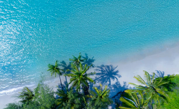 istock Summer palm tree  and Tropical beach with  Aqua waves and coconut palm shadow on blue background. 1956993290