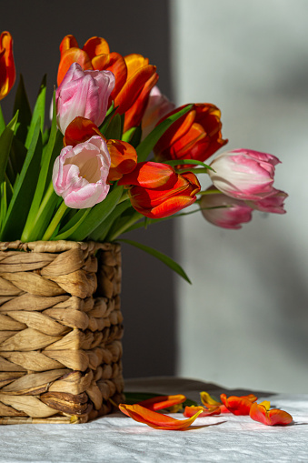 Bouquet of pink and red tulips in a wicker basket with fallen petals.