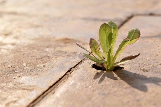 istock Grass growing on the cracked concrete floor. Weed on cement floor. 1956993416